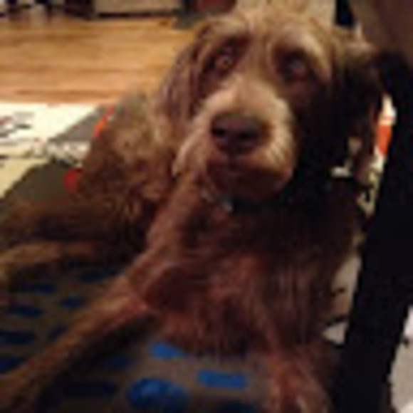 Meet your Posher, Sam - Picture 1 of 1